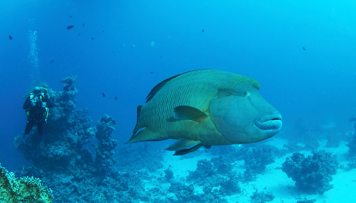 Adventure Snorkeling Tour To Ras Mohamed By Bus