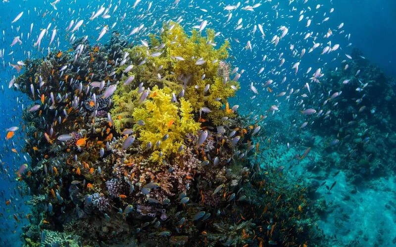 Glass Bottom Boat Cruise And Coral Reef Viewing